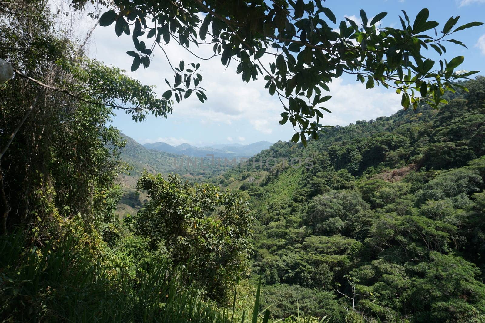 View onto the jungle on the lost city trek, ciudad perdida, close to Santa Marta, Colombia 2020