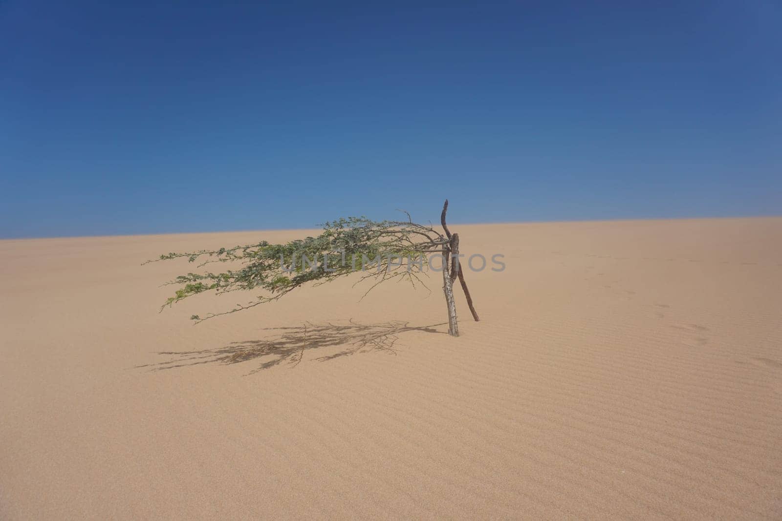 Little tree fighting for survival in Las Dunas del Taroa, famous sand dunes close to Punta Gallinas, La Guajira, Colombia 2020
