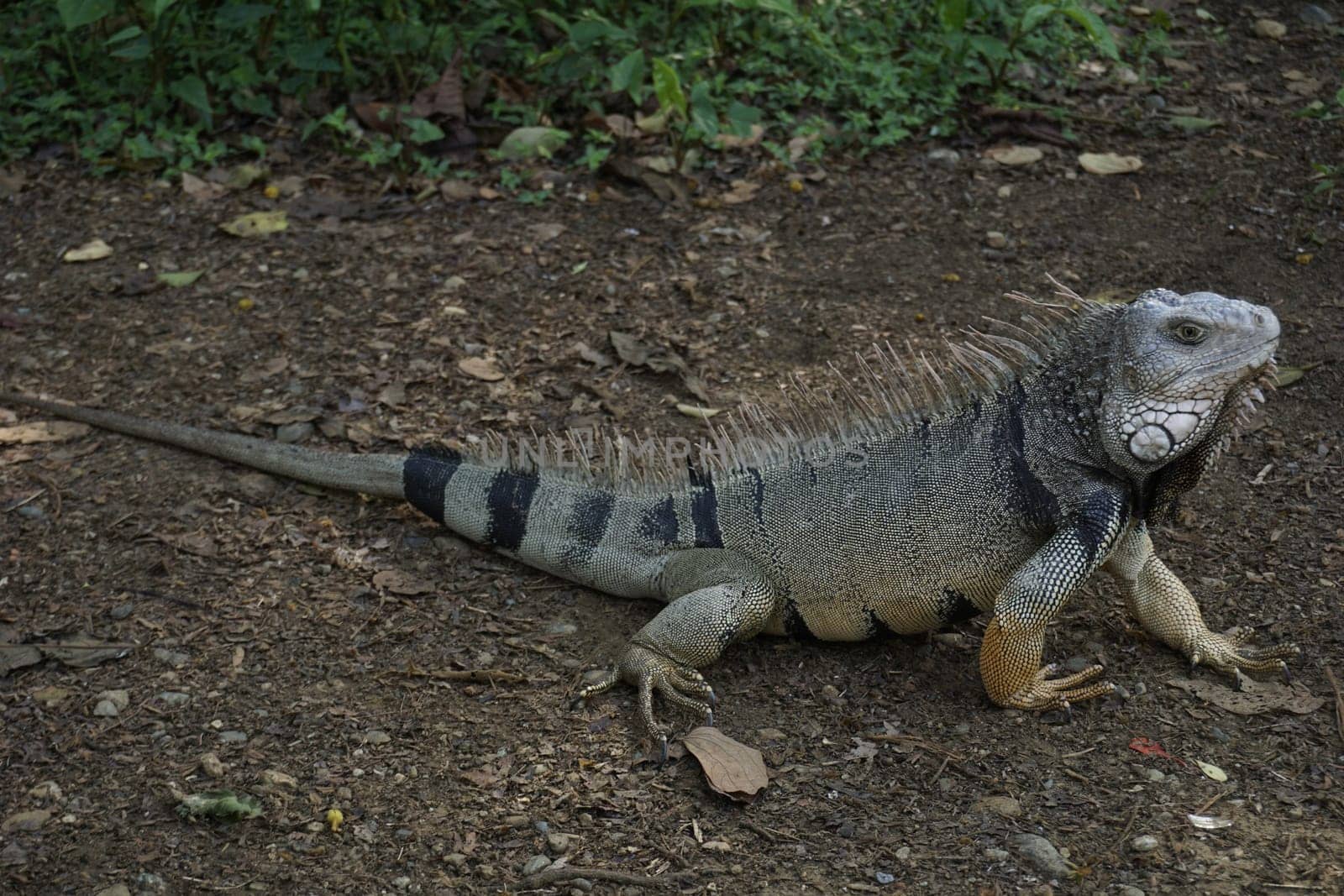 Iguana Lizard in the Botanical Garden of Medellin, Jardin Botanico de Medellin, Colombia 2020