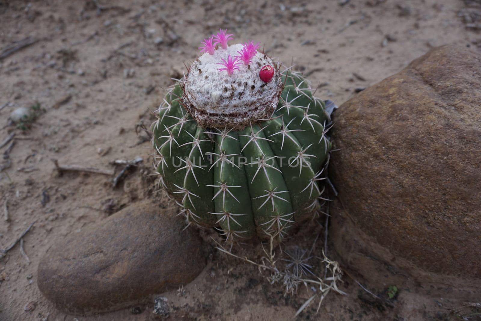 Melon Cactus with pink blossoms and a pink cactus fruit growing between two rocks in the Tatacoa Desert, Desierto de la Tatacoa, Colombia 2020