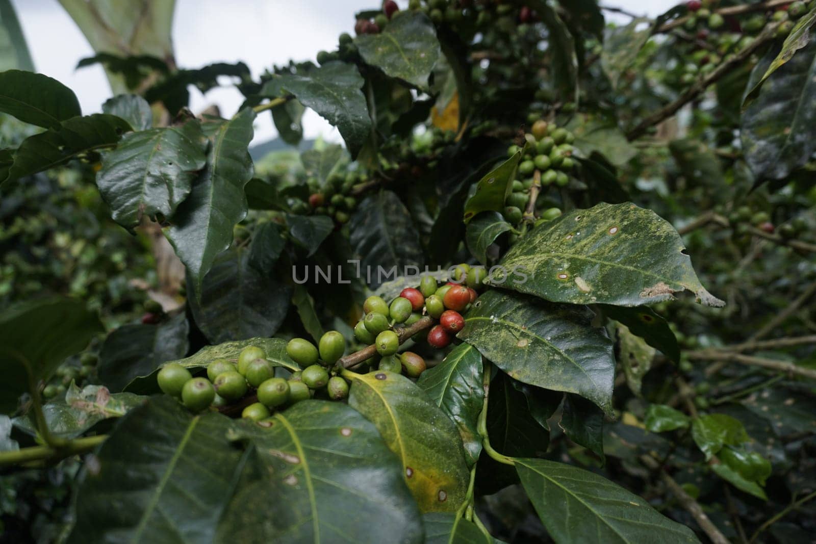 Red and green coffee beans growing on a coffee plant on a farm close to Salento, Eje Cafetero, Colombia 2020