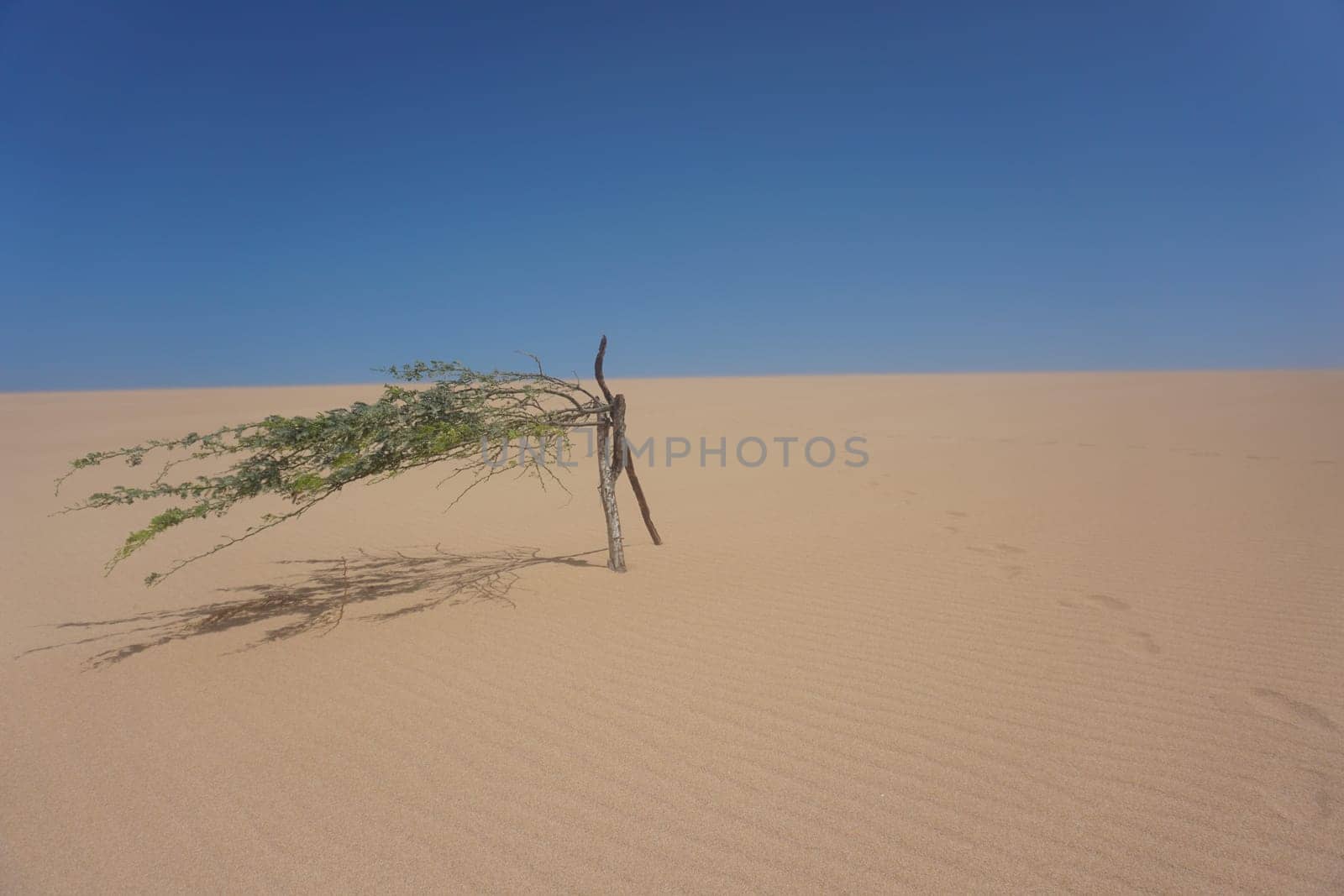 Little tree surviving in Las Dunas del Taroa, famous sand dunes close to Punta Gallinas, La Guajira, Colombia 2020