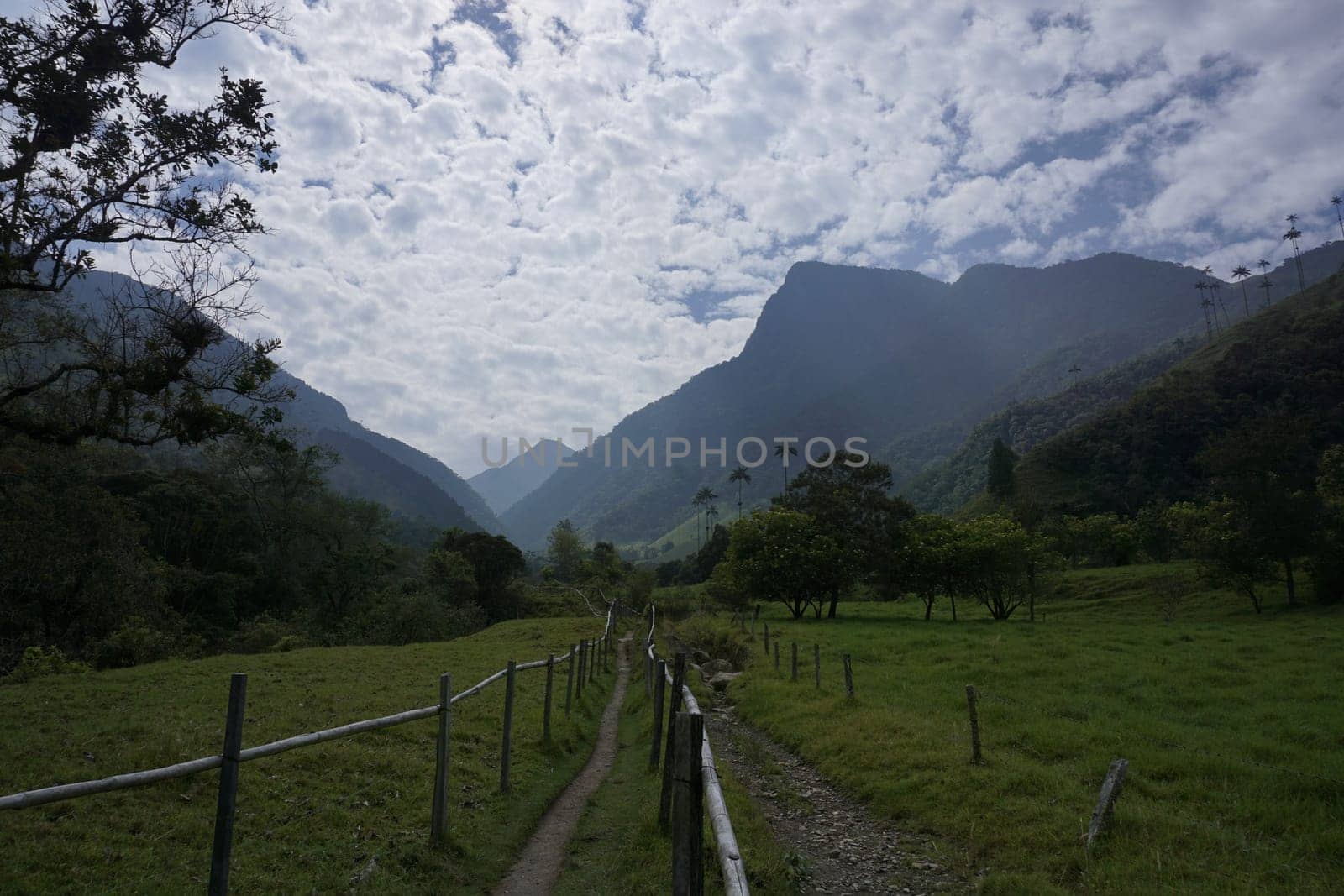 Lush vegetation along the trail to the Cocora Valley, Valle de Cocora, close to Salento, Eje Cafetero, Colombia 2020