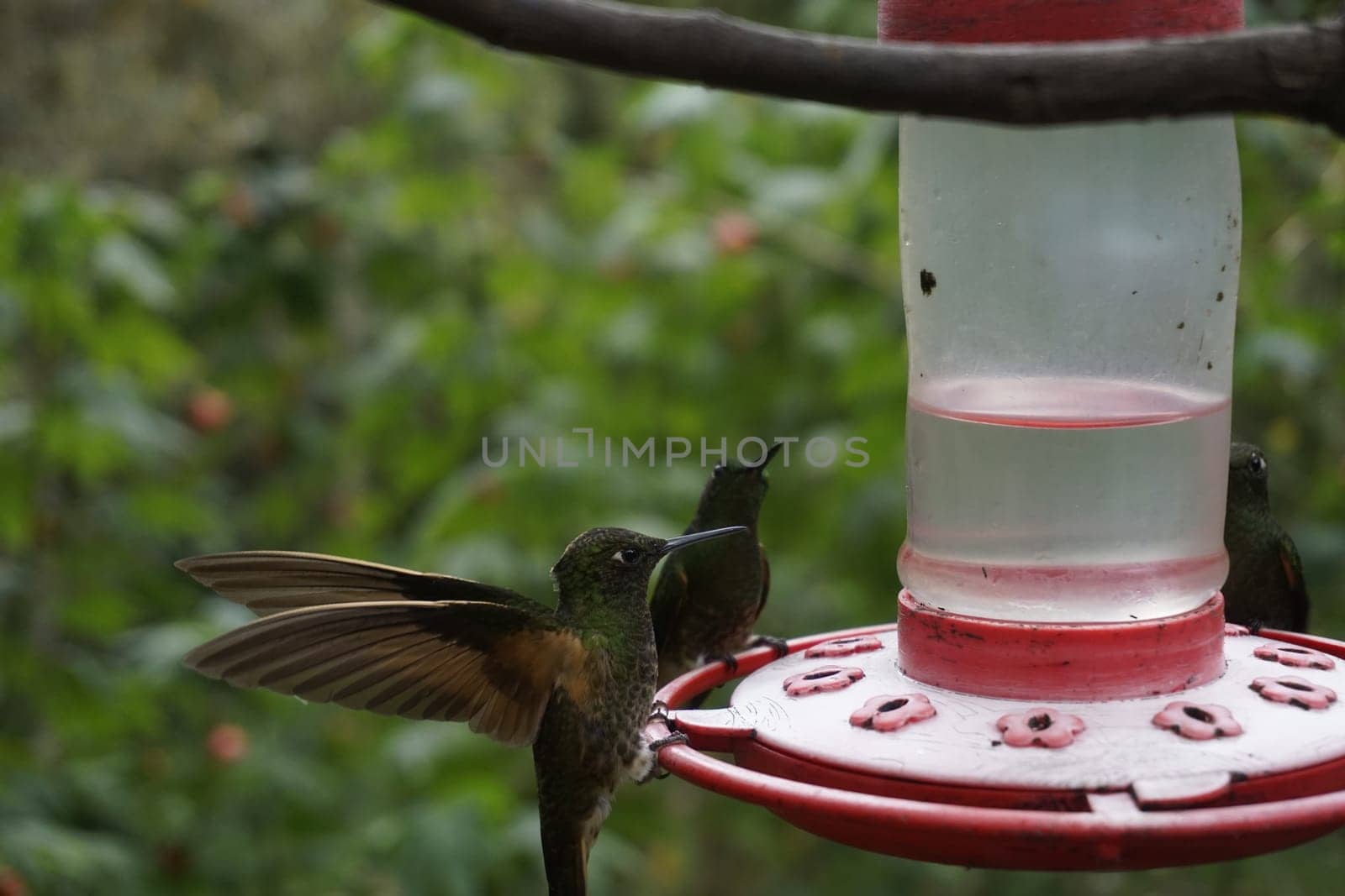 Hummingbirds eating nectar from a feeder close to Valle de Cocora, Cocora Valley, Eje Cafetero, Salento, Colombia 2020