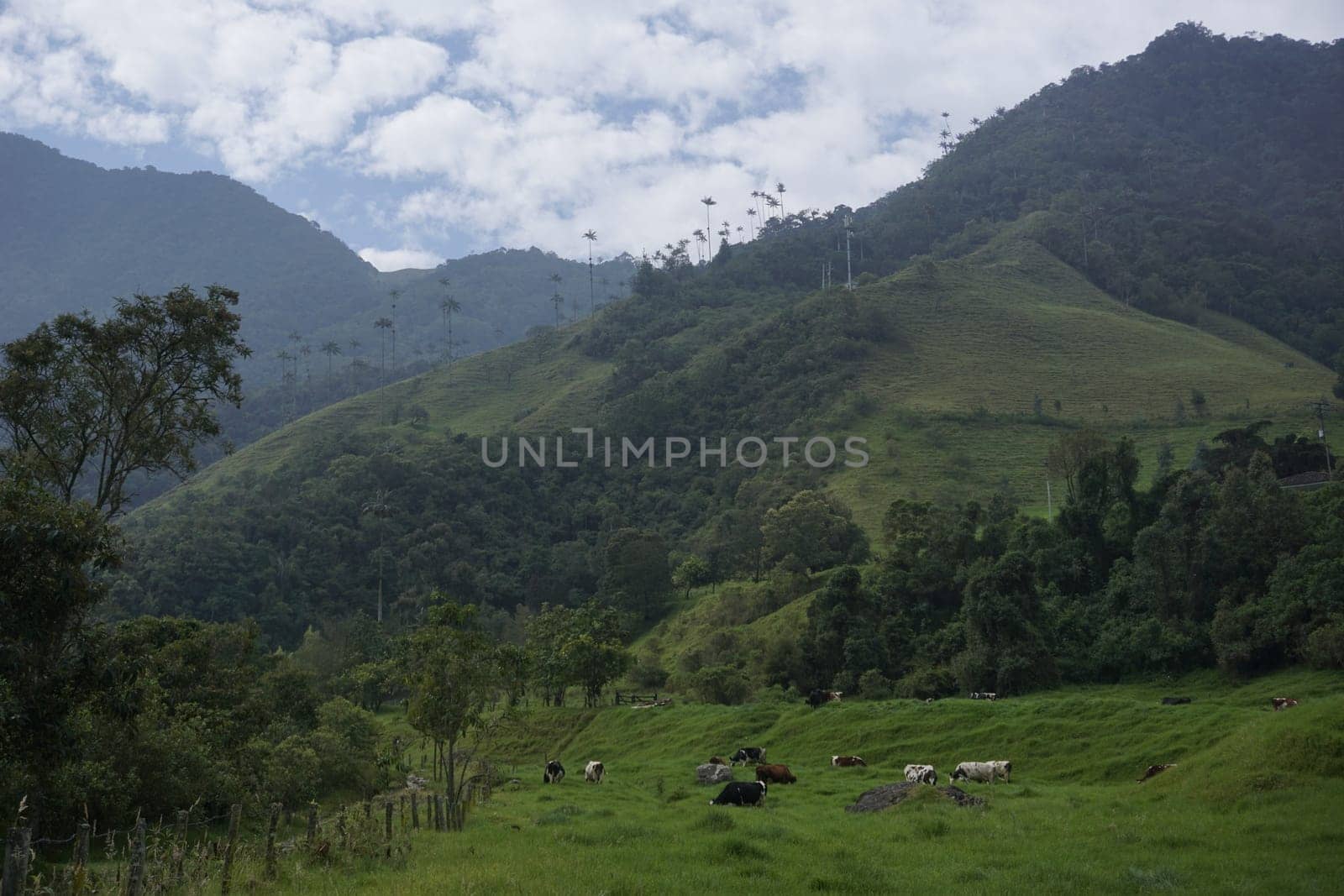 Lush vegetation on the way to the Cocora Valley, Valle de Cocora, close to Salento, Eje Cafetero, Colombia 2020