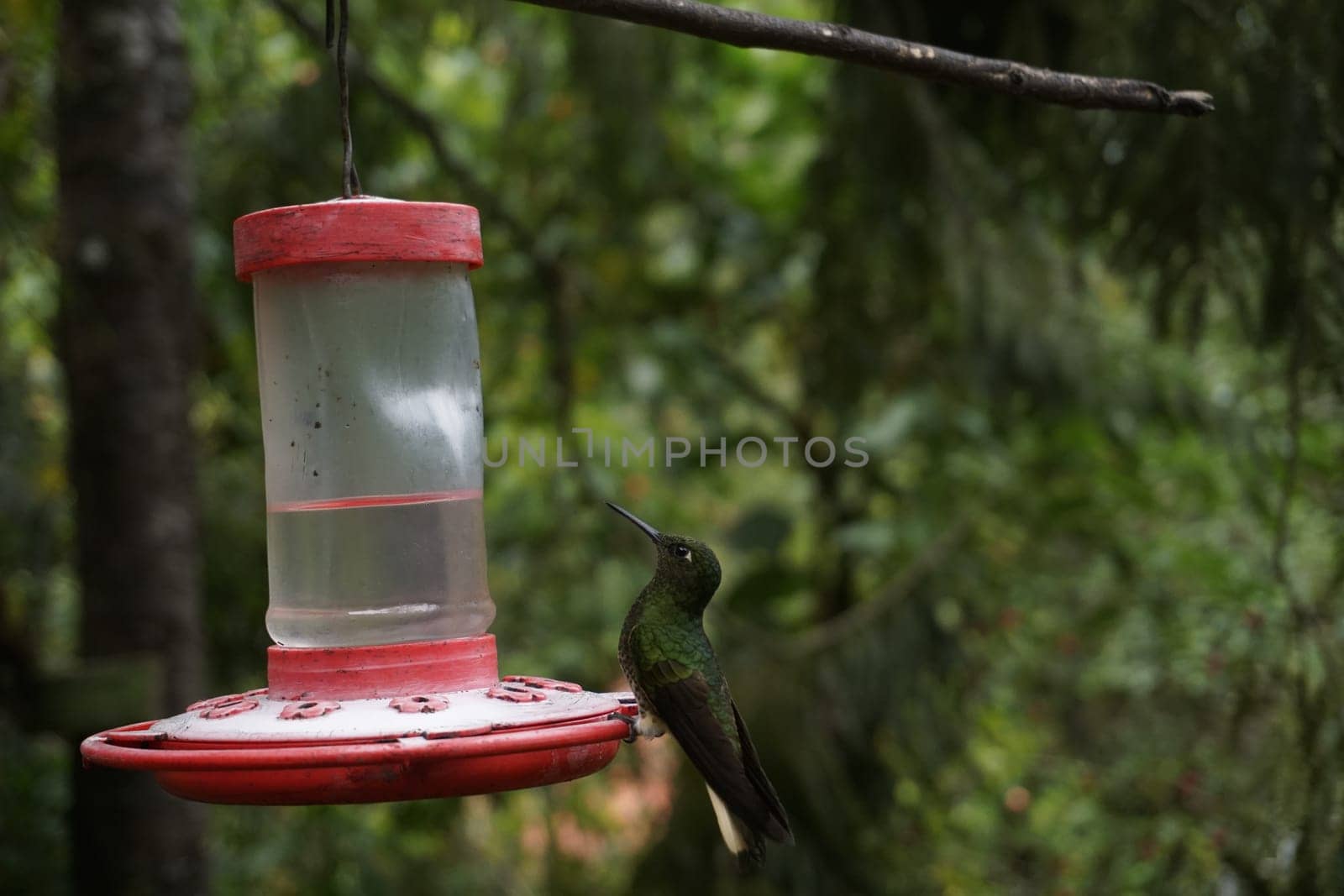 Hummingbird on a nectar feeder close to Valle de Cocora, Cocora Valley, Eje Cafetero, Salento, Colombia 2020