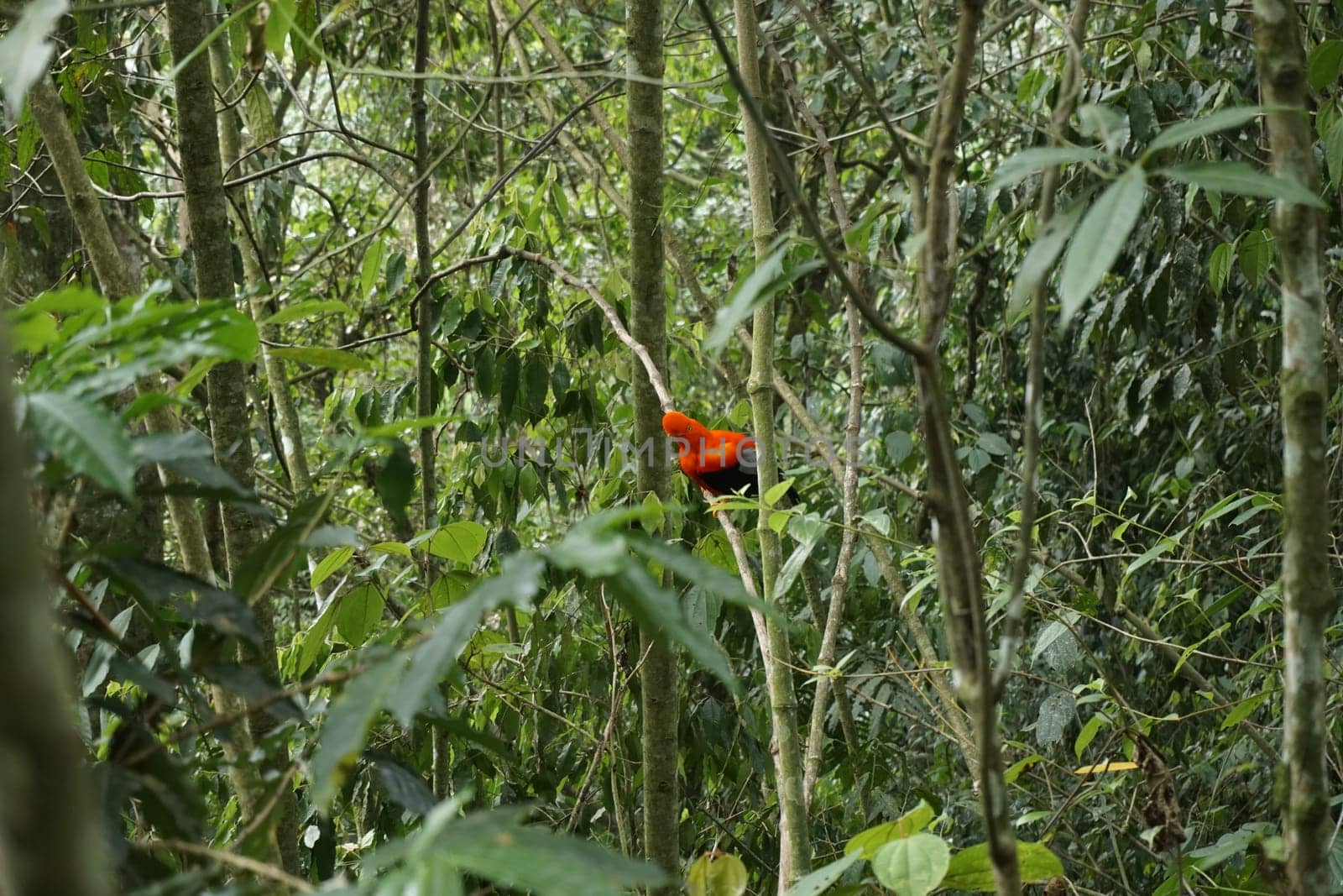 Gallito de las Rocas, famous red bird, spotted in Jardin, Eje Cafetero, Colombia 2020