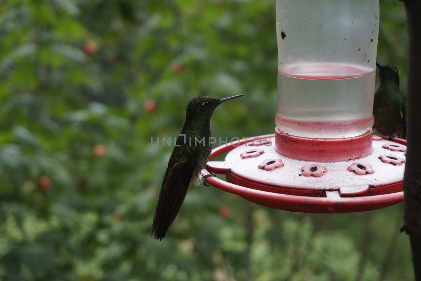 Hummingbird eating nectar from a feeder close to Valle de Cocora, Cocora Valley, Eje Cafetero, Salento, Colombia 2020