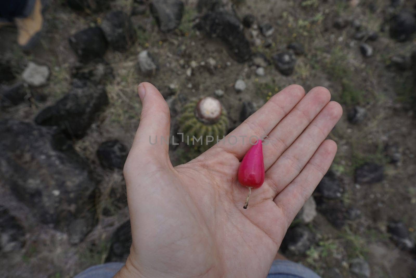 Small pink melon cactus fruit picked in the Tatacoa Desert, Colombia 2020