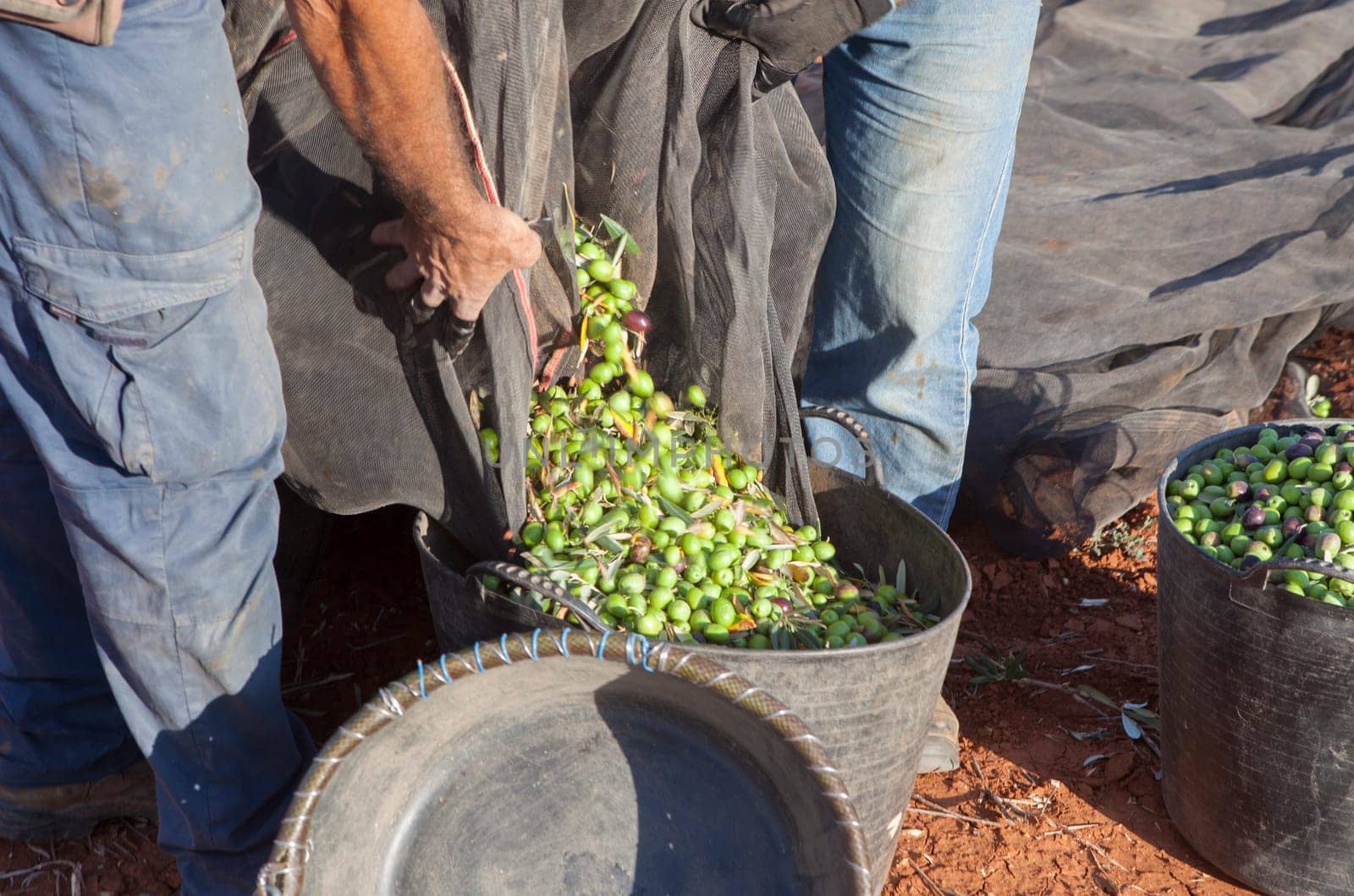 Day laborers transfers olives from collection net to the harvesting bucket. Table olives harvest season scene