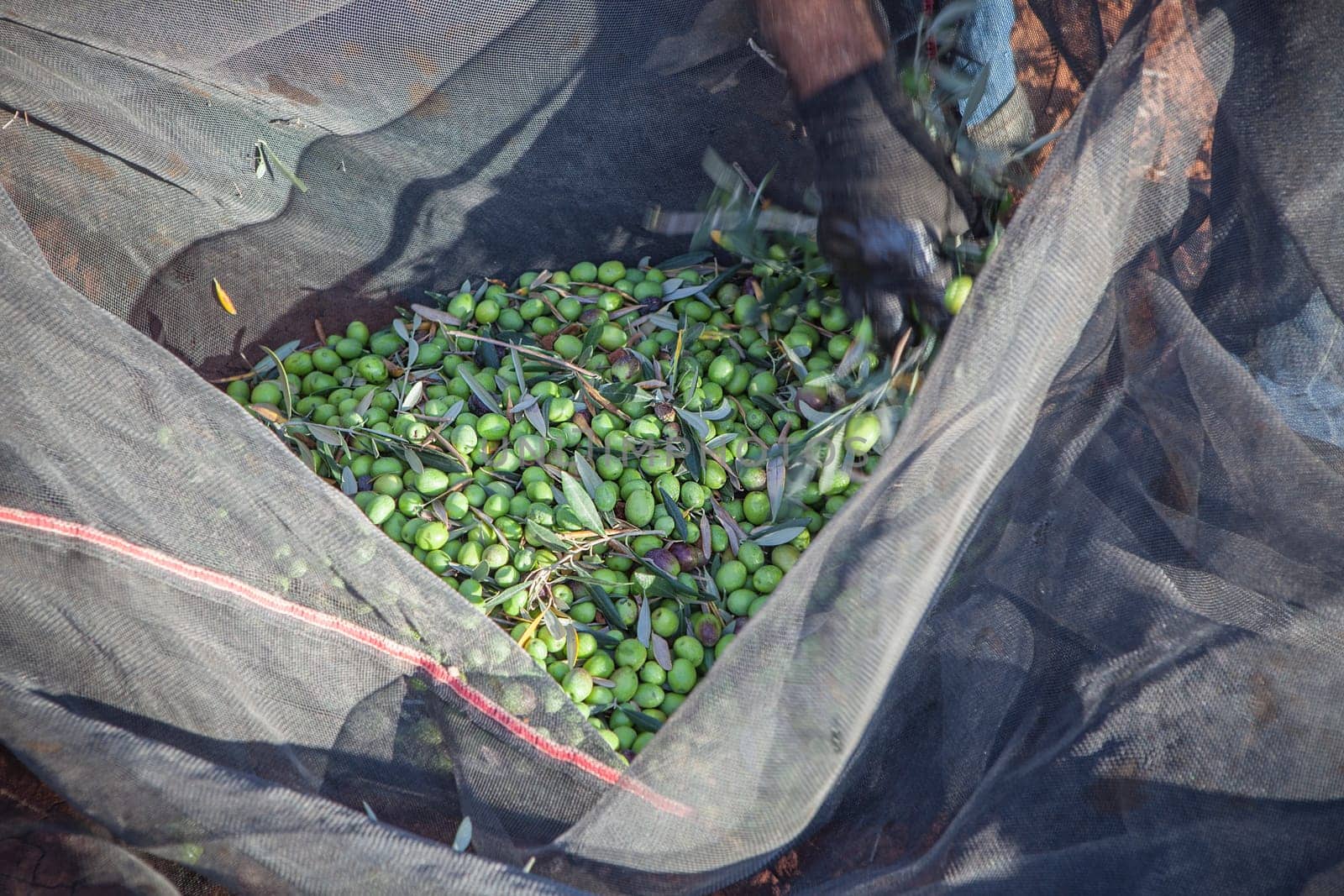 Day laborer remove branches from olives collection net. Table olives harvest season scene