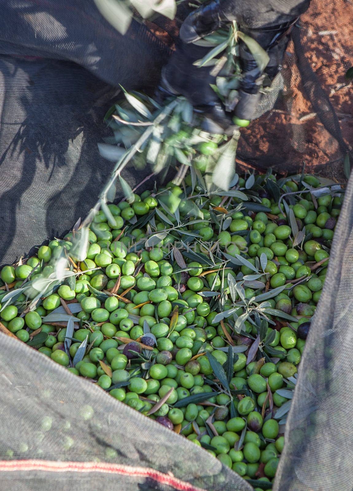 Day laborer remove branches from olives collection net. Table olives harvest season scene