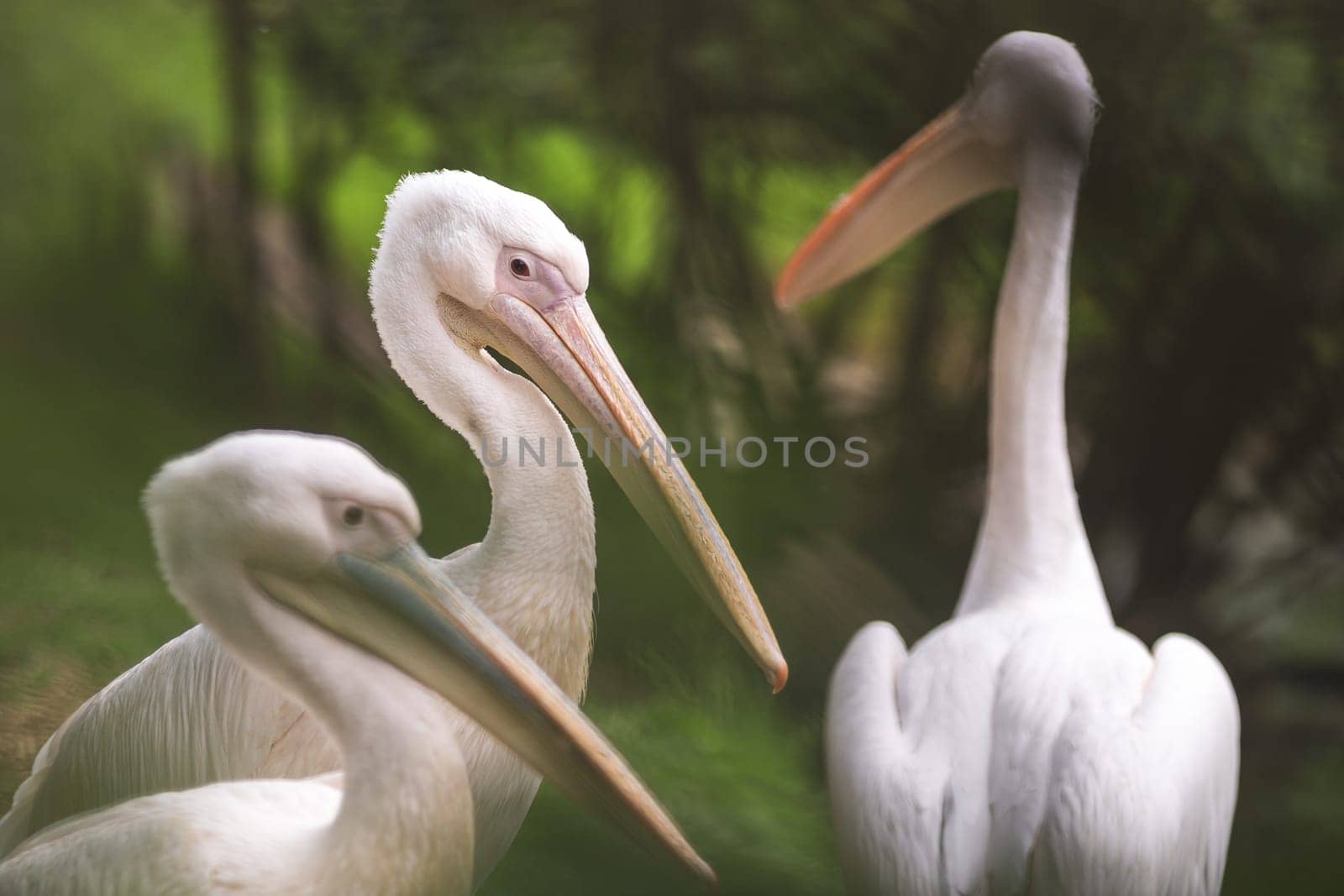 Group of three american white pelicans (pelecanus erythrorhynchos). Photography taken in the nature