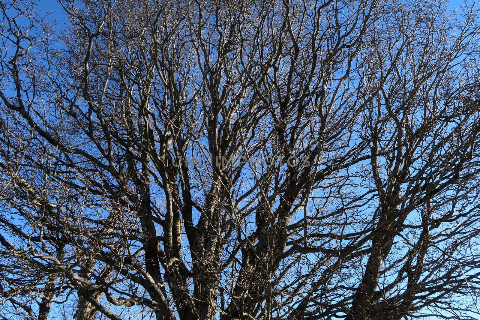 Hundreds of dry branches on an old big tree in front of a blue sky, Wertach, Allgau, Germany 2020