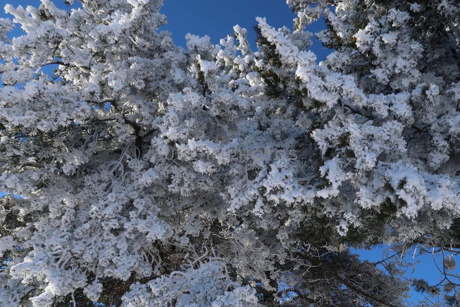 Branches of big tree covered in fluffy snow and frost, sunny winter wonderland, blue sky, Bavaria, Allgäu, Germany 2022