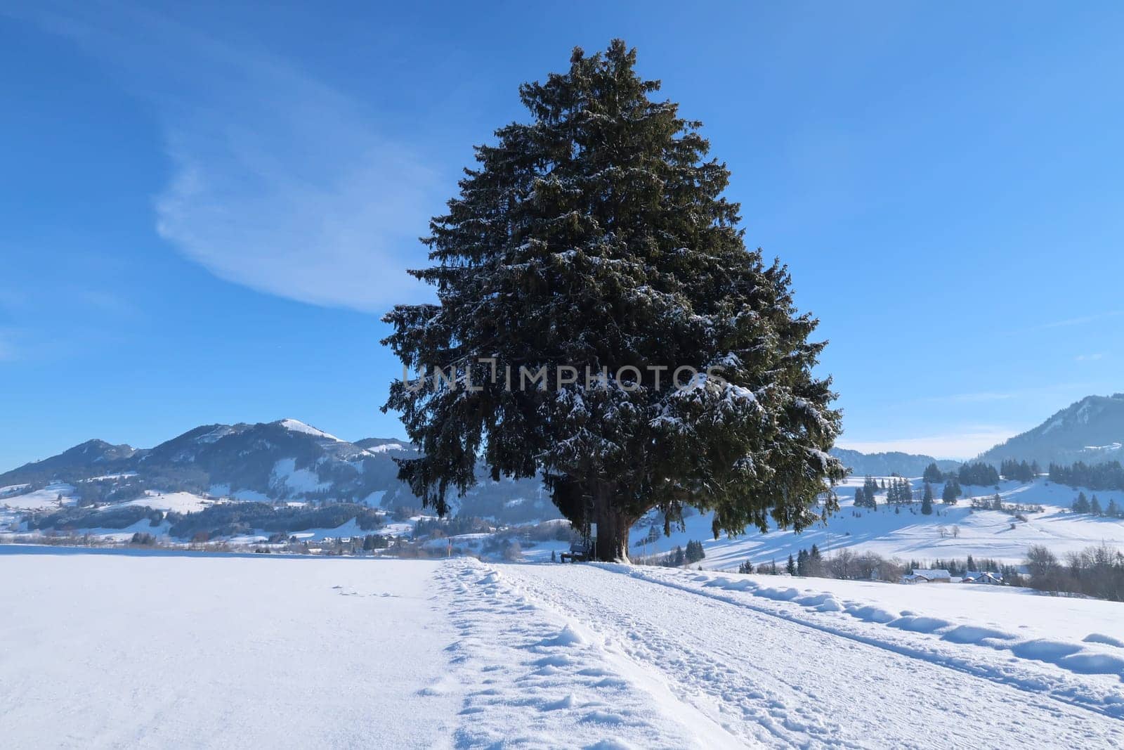 Stocka Tanne famous huge tree outside of Wertach, Allgäu, Germany 2022