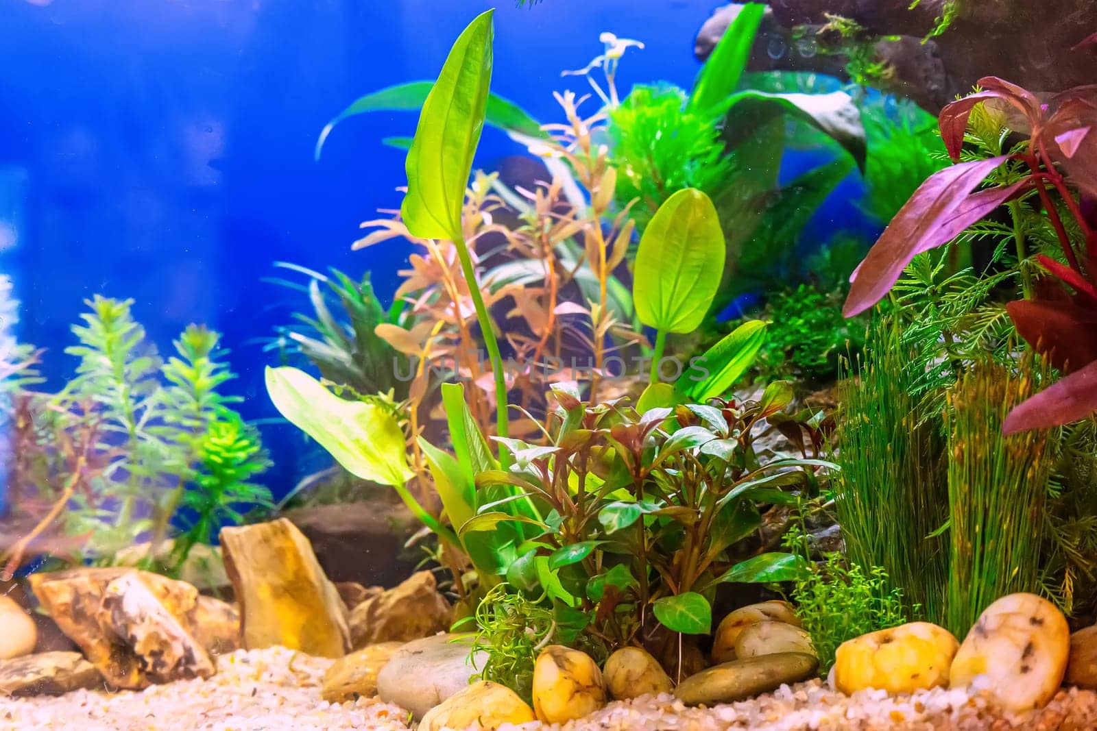Underwater landscape nature forest style aquarium tank with a variety of aquatic plants, stones and herb decorations.