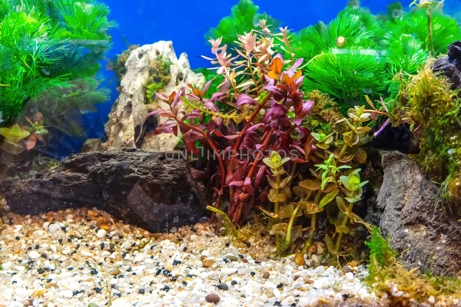 Underwater landscape nature forest style aquarium tank with a variety of aquatic plants, stones and herb decorations.