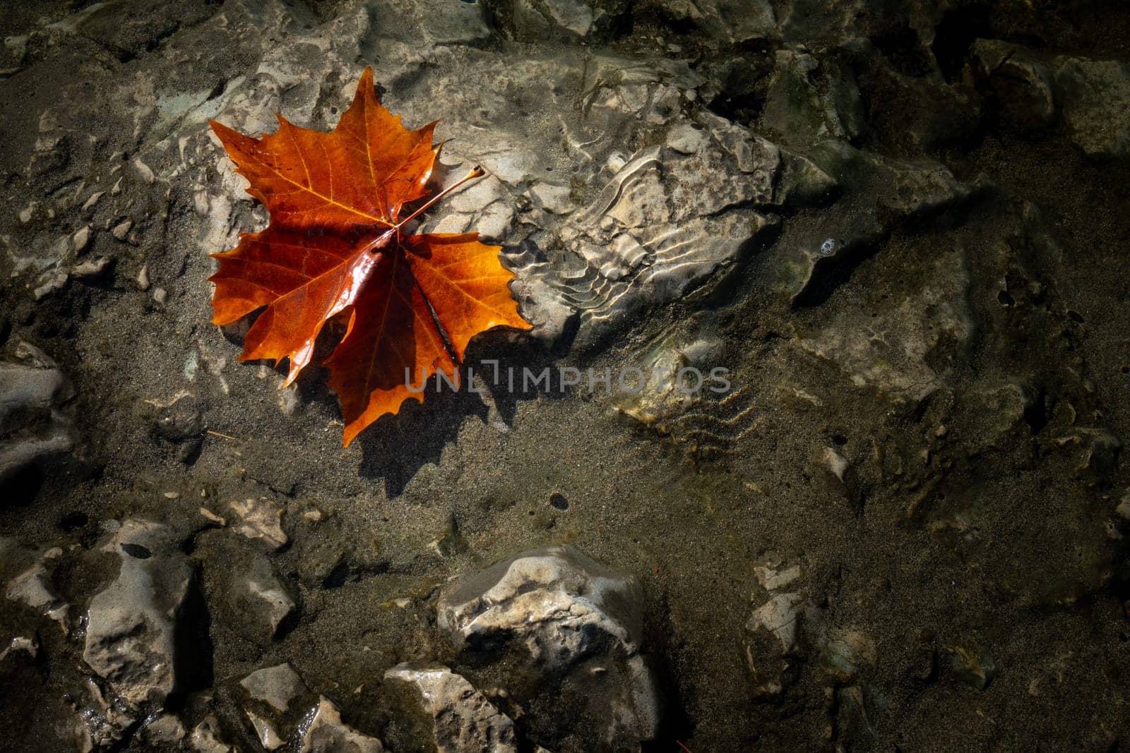 Autumn fallen leaf over a dark stoned background river. Background photography