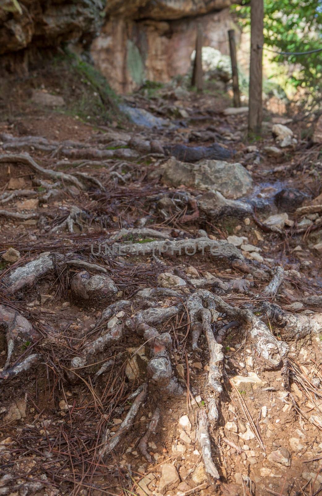 Roots securing the soil of steep path. How do roots prevent soil erosion