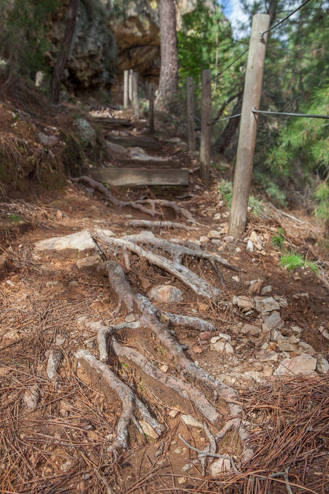 Roots securing the soil of steep path. How do roots prevent soil erosion