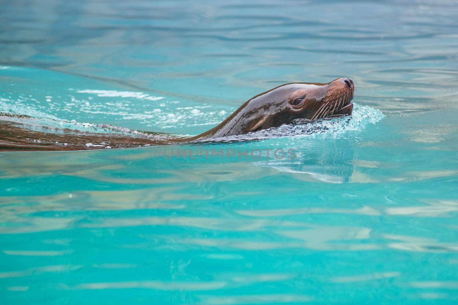 Sea Lion swimming in water. Photography taken in France