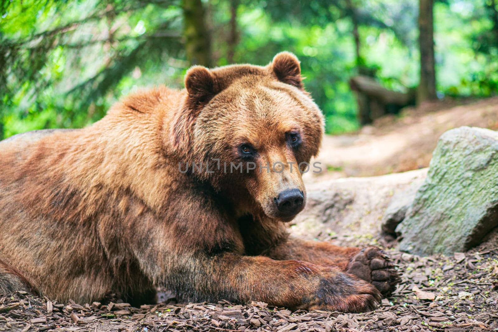 A cute brown bear lying on a ground and watching you in fir forest. Photography