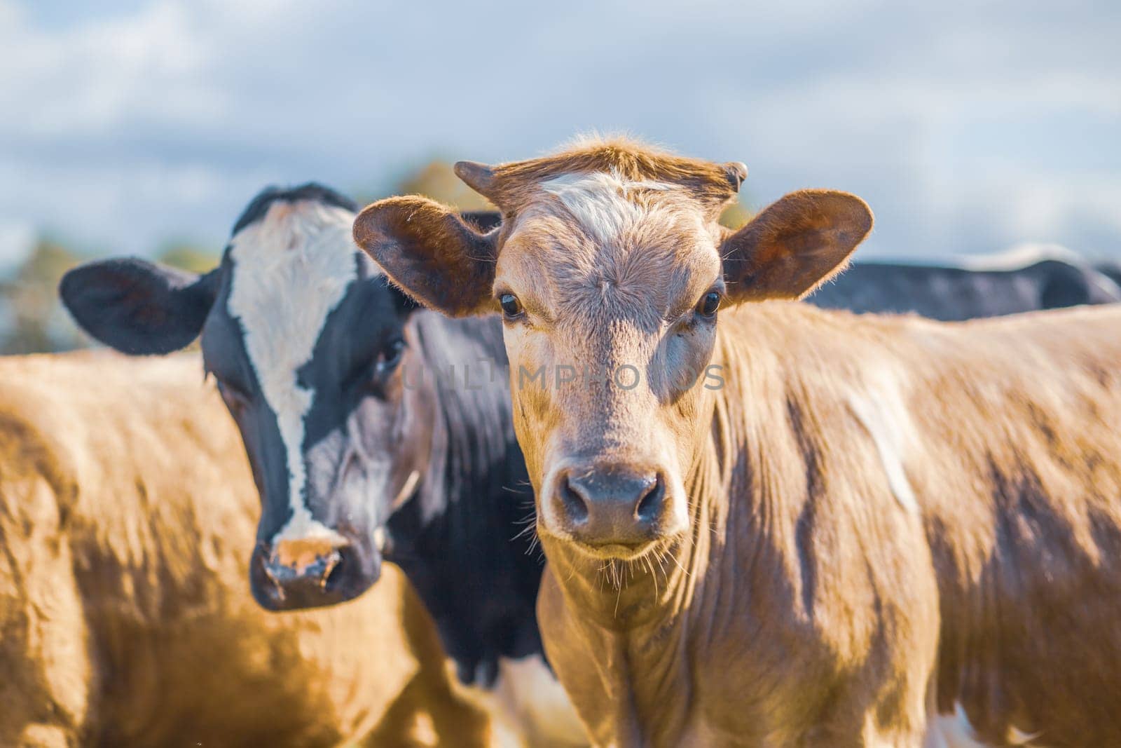 Two cows side by side together in a pasture