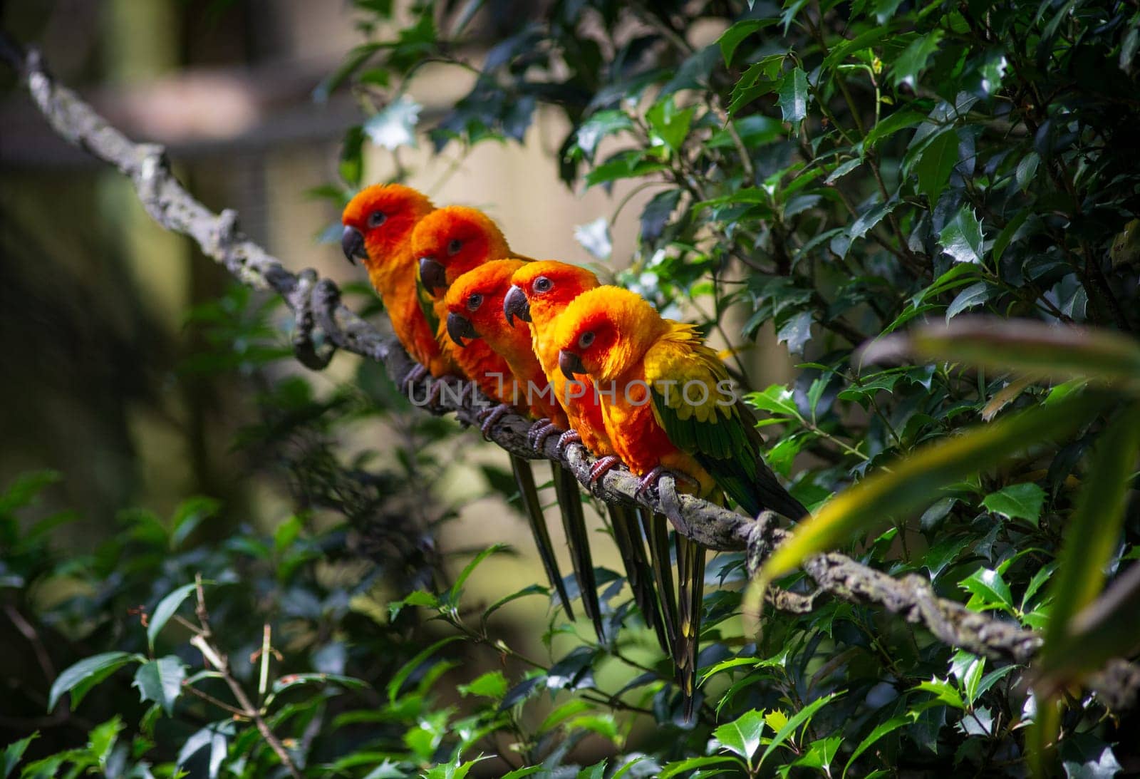 Group of aligned  Sun parakeets or sun conure Aratinga solstitialis, bird. Photography taken in France