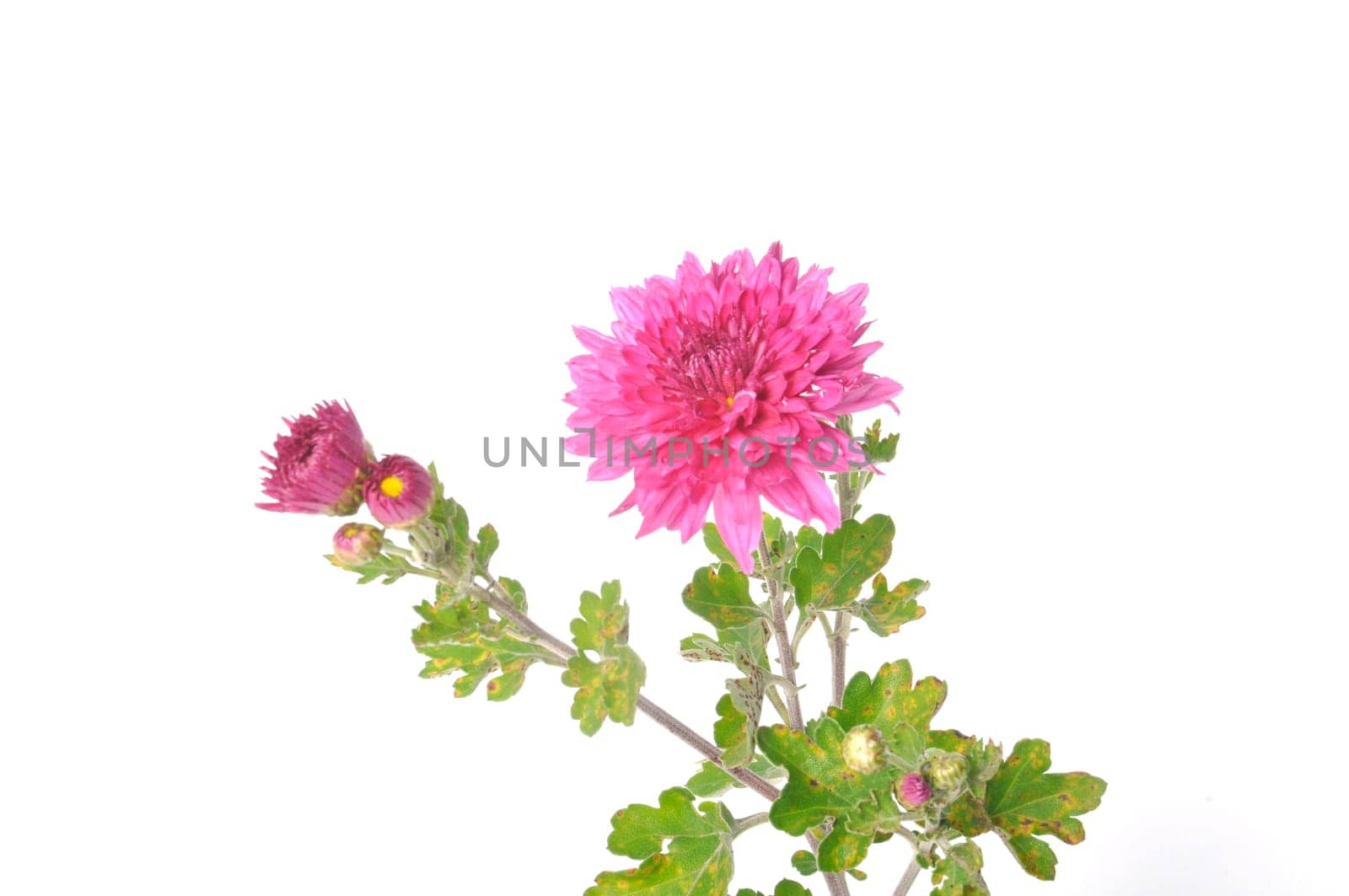 Pink chrysanthemum on a white background