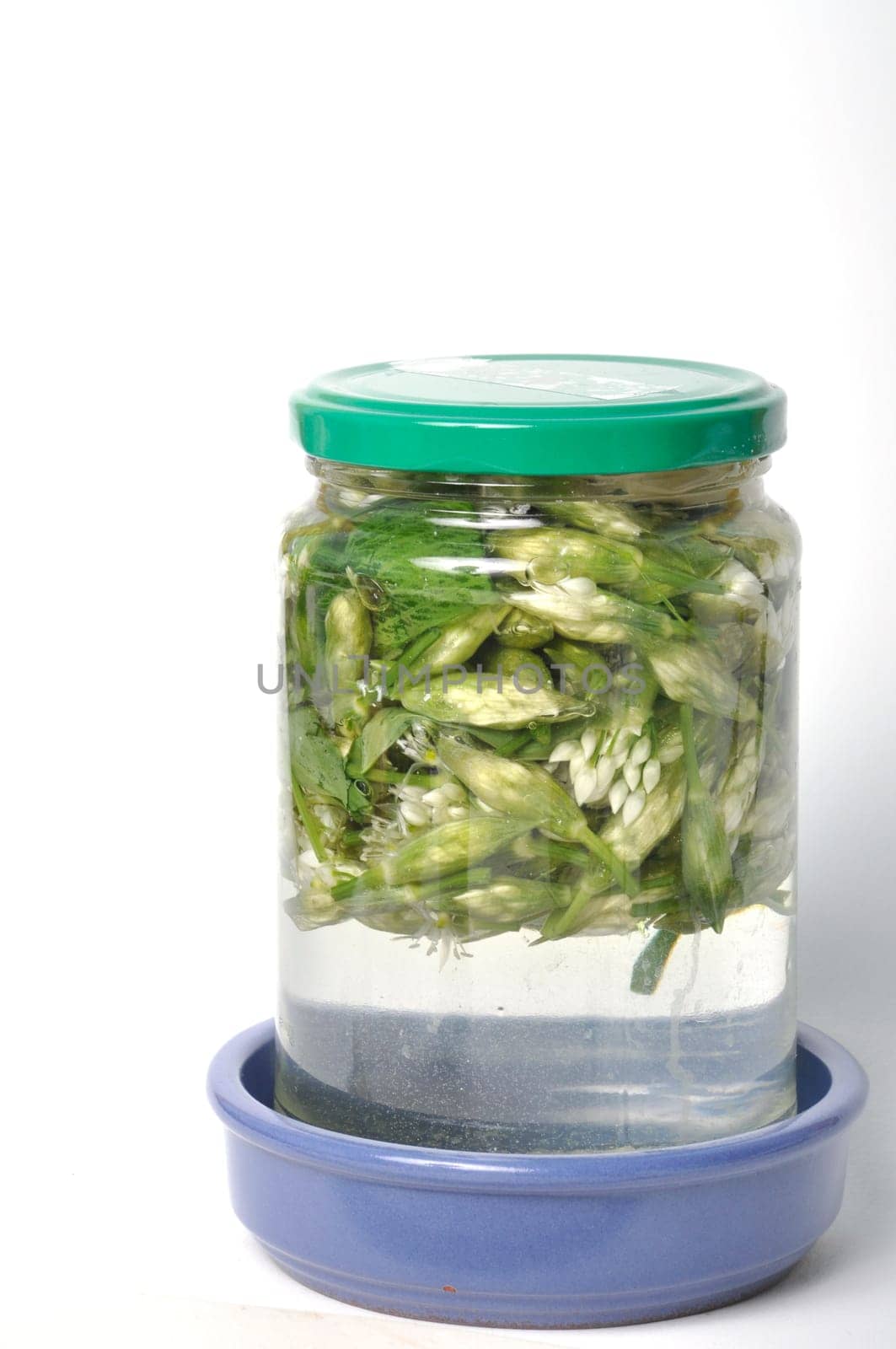 wild garlic flower bud in lacto fermented