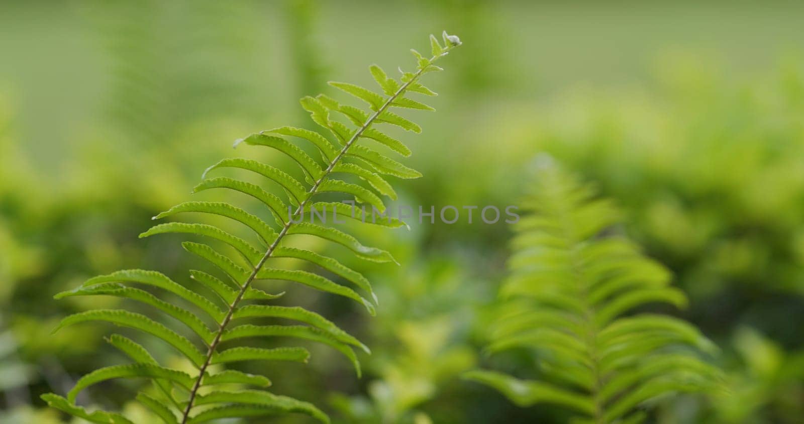 Green fern plant in tropical forest