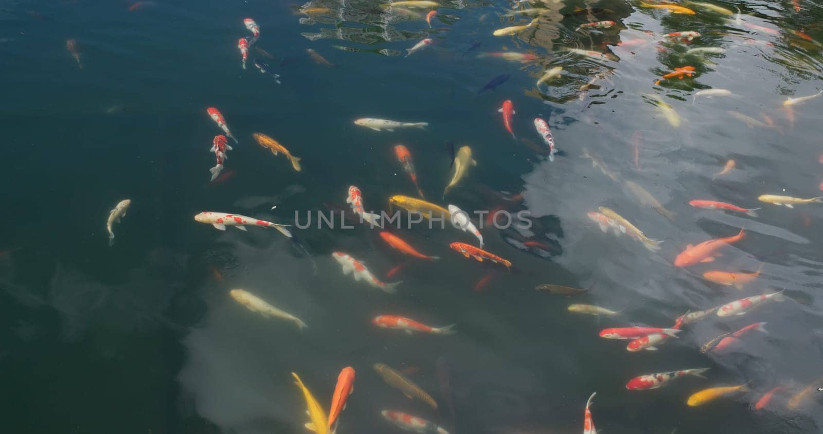 Koi fish swim at water pond