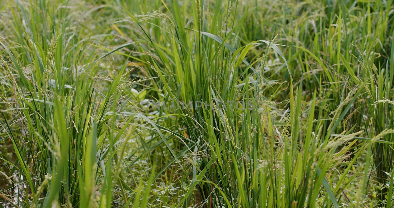 Green fresh paddy rice field
