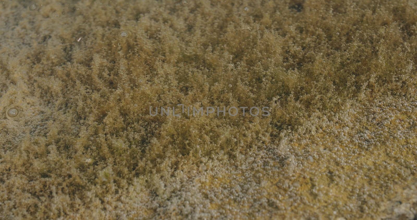 Water plant under water give bubble out