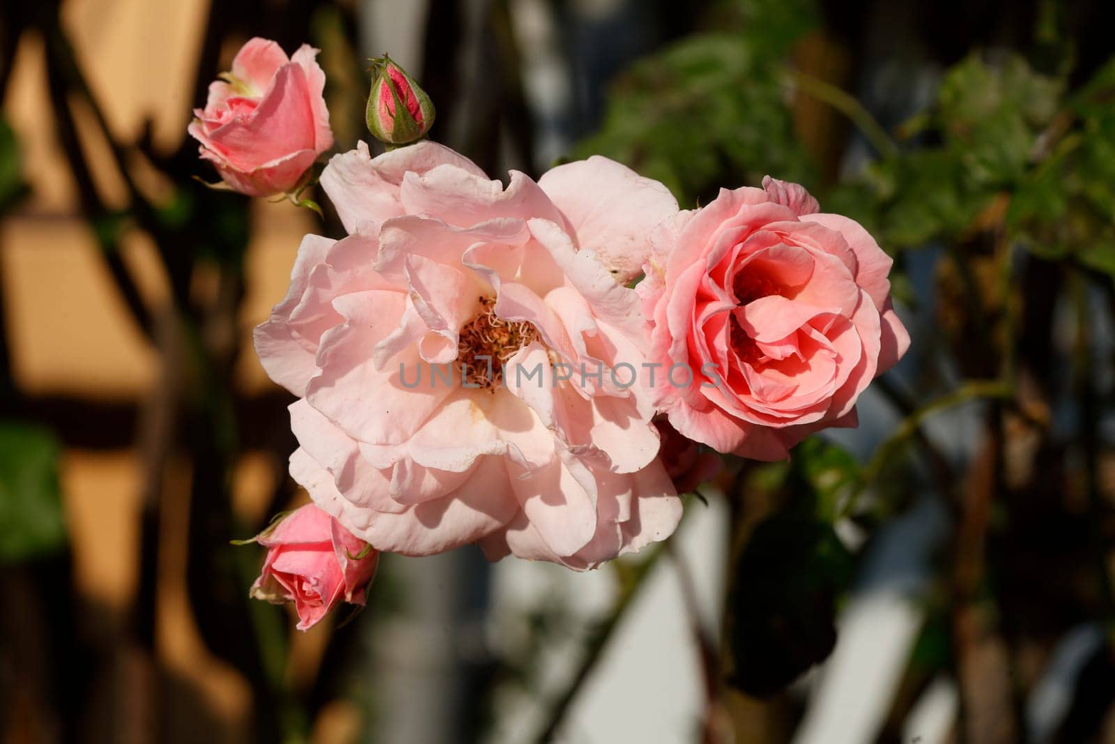 Pink Roses, Germany