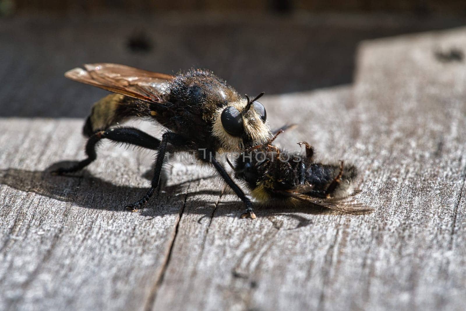 Yellow murder fly or yellow robber fly with a bumblebee as prey. The insect is sucked out by the hunter. Yellow black hairs cover the hunter. Macro