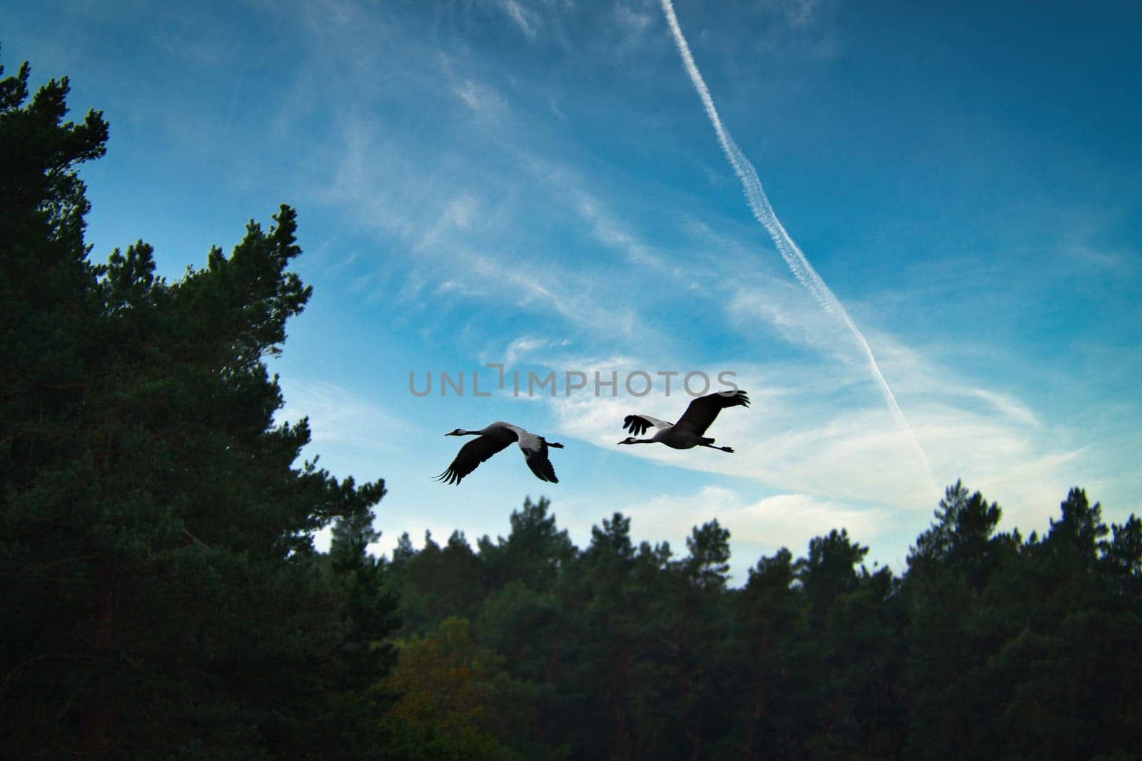 Two cranes fly over trees in a forest. Migratory birds on the Darss. Animal photo of birds from nature at the Baltic Sea.