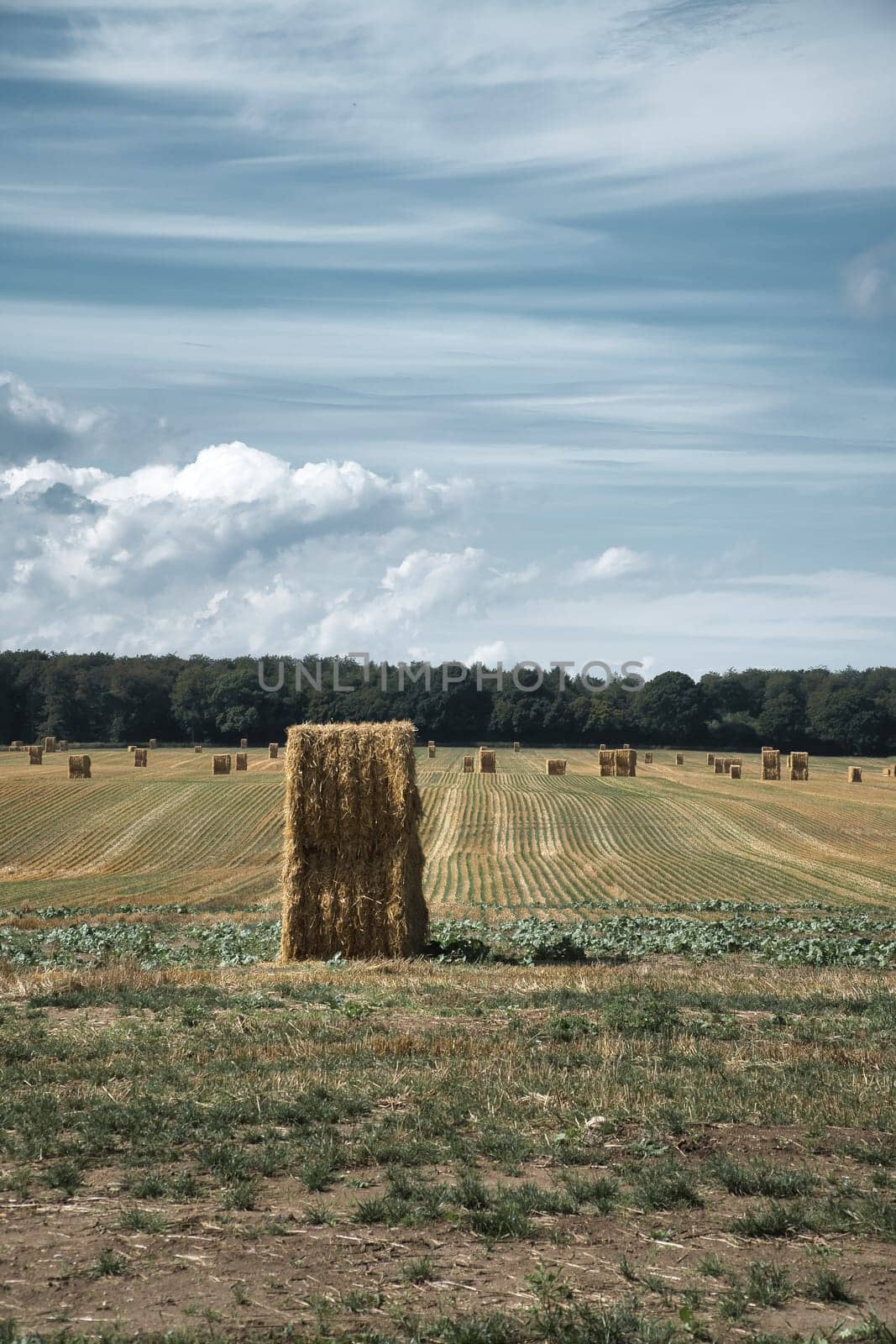 Straw bales on a harvested wheat field. Food supply. Agriculture to feed humanity. Landscape shot from nature.
