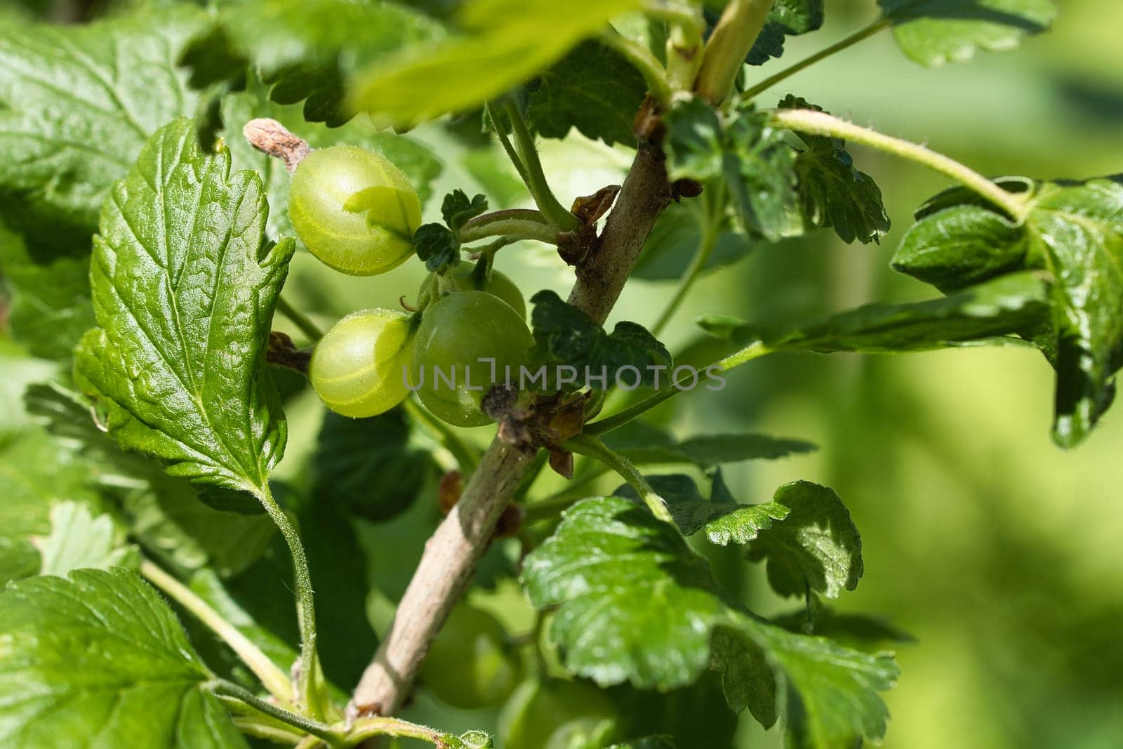 Currants on the bush. Green fruit and green leaves. Snacking in the garden. Photo from nature