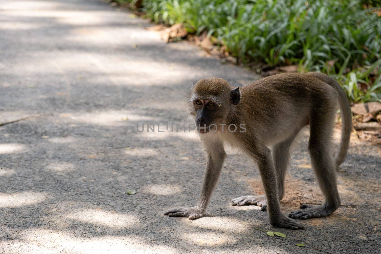 Monkey Stands on Roadside with Four Legs