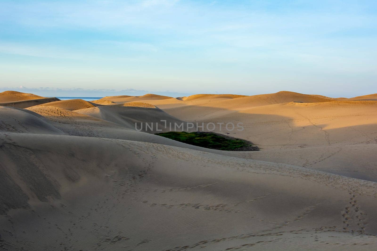 In the dunes of Maspalomas on Gran Canaria in Spain. The huge sand dunes resemble a small desert and are a nature reserve.