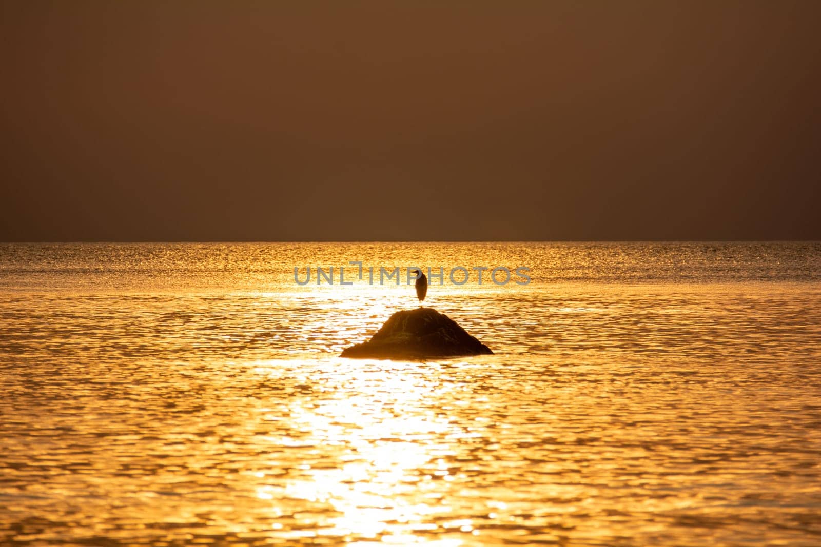 A bird stands on a large stone at orange sunset by the sea