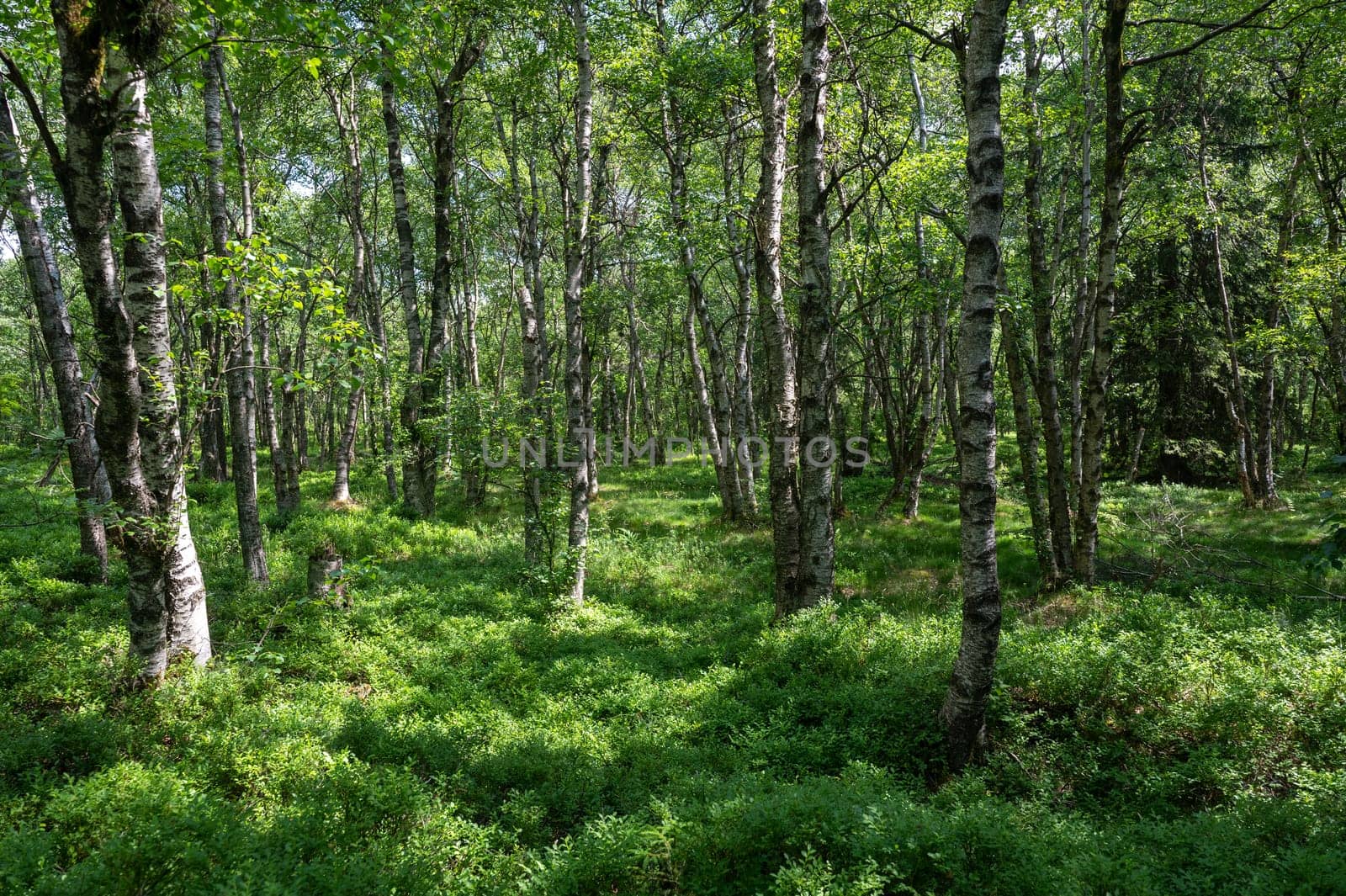 Carpathian birch forest ( Betula carpatica ) in the red bog in the High Rhön, Hesse, Germany