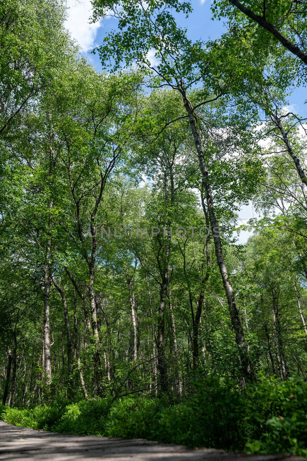 Carpathian birch forest with wooden footbridge in the red moor in the high Rhön, Hesse, Germany