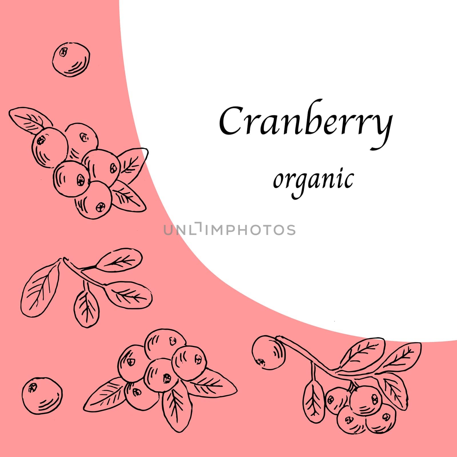 Healthy food cranberry background, sketch. Vector illustration isolated. Hand drawn illustration can use for banner, good label, for sweet healthy products with berryes.