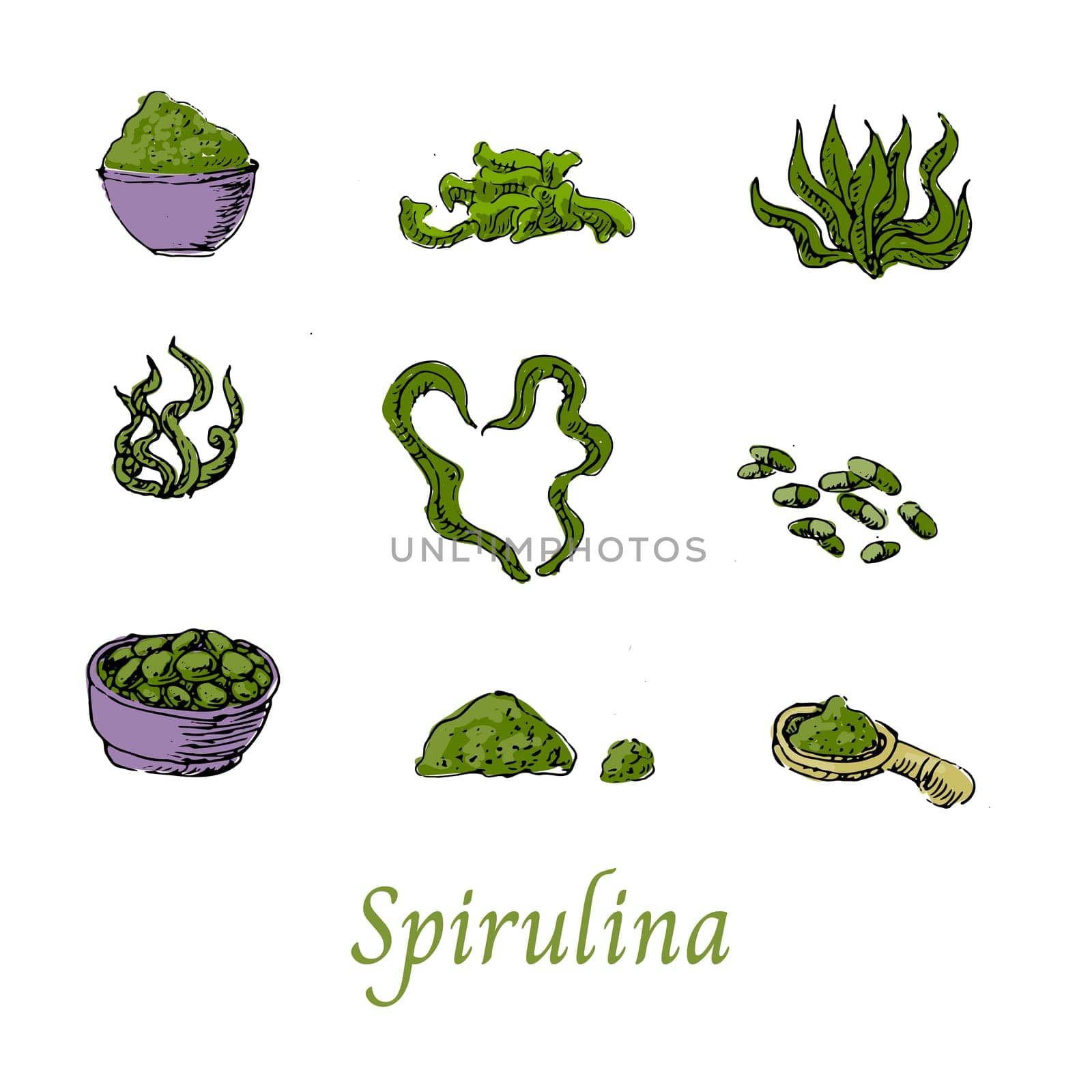 Set of Spirulina Algae Superfood Hand drawn Sketch. Vector illustration isolated. Vector sketch in green color included spirulina powder, tablets, pills, algae, raw product illustration.