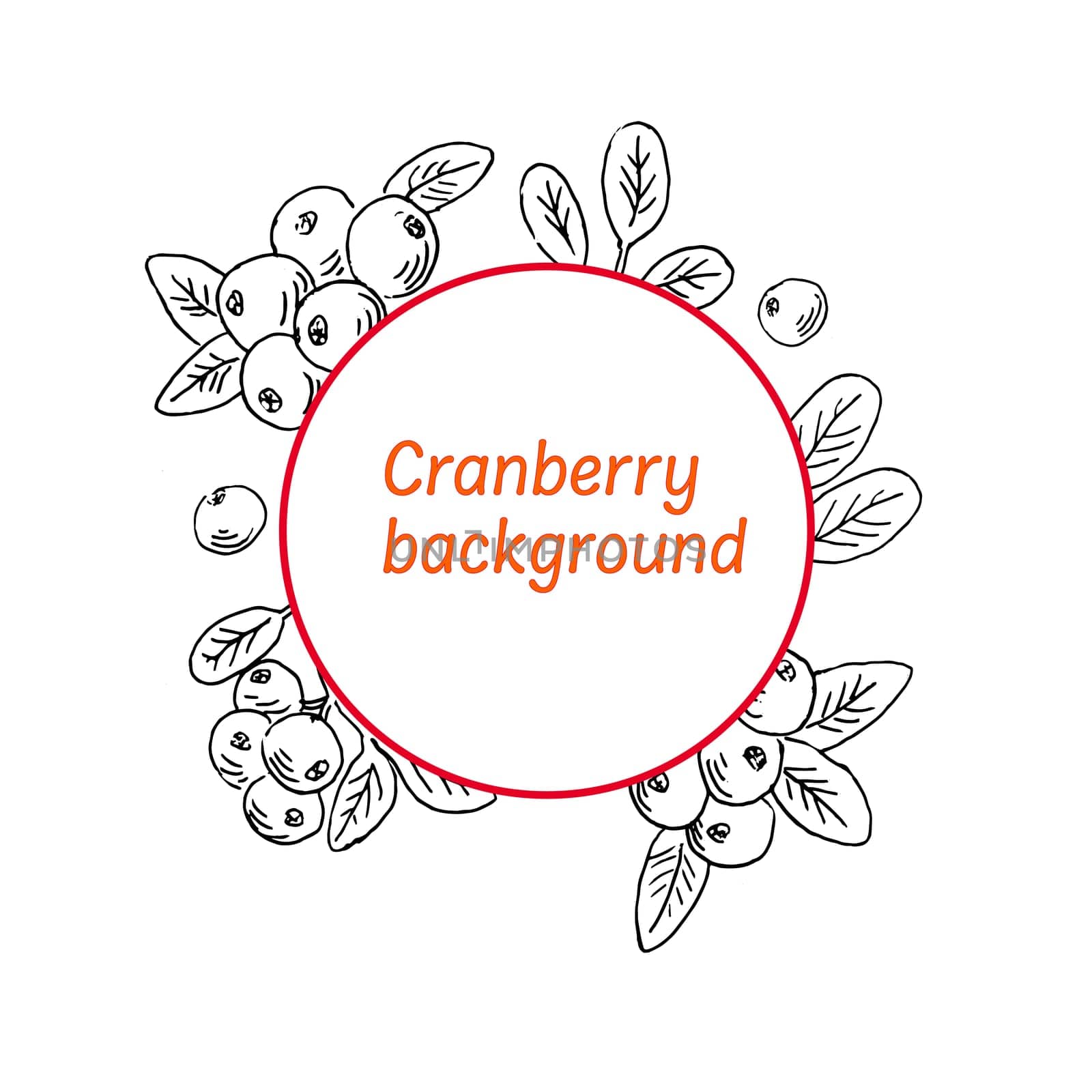 Cranberry label background outline sketch. Vector illustration isolated. Hand drawn illustration.