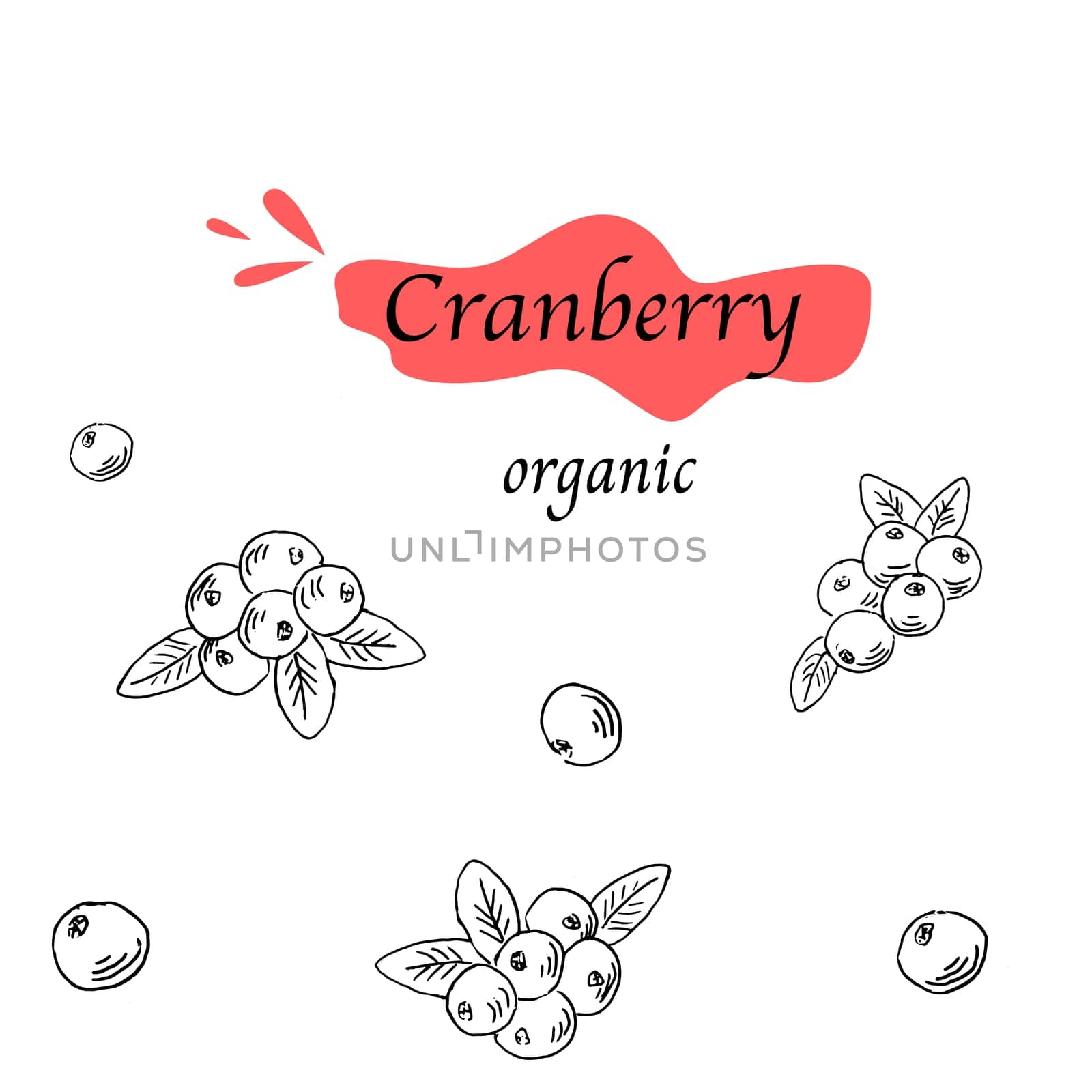 Cranberry organic Hand drawn background in sketch. Vector illustration isolated. Can use for product label, banner and flyer background. Forest wild berry outline.