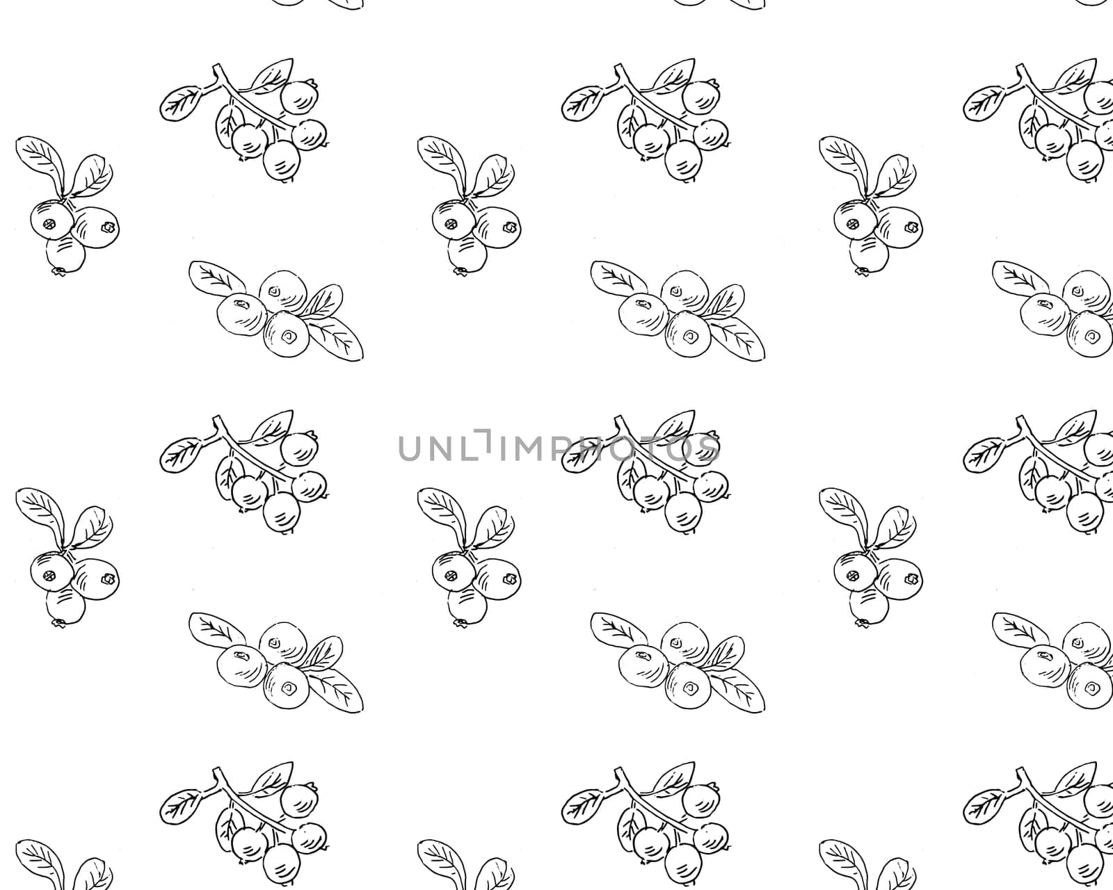 Lingonberry or cowberry, cranberry pattern outline. Vector illustration isolated. Can use for menu background, wrapping paper, textile. Hand drawn sketch illustration.